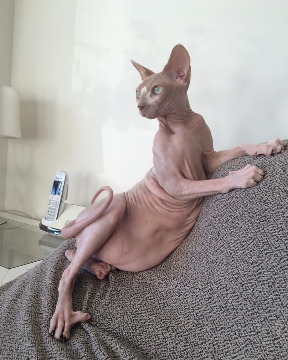 Лысые коты сфинксы