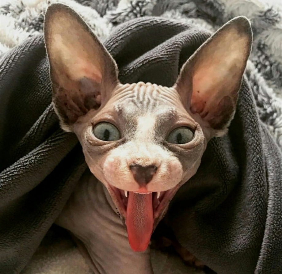 Жирный сфинкс кошка