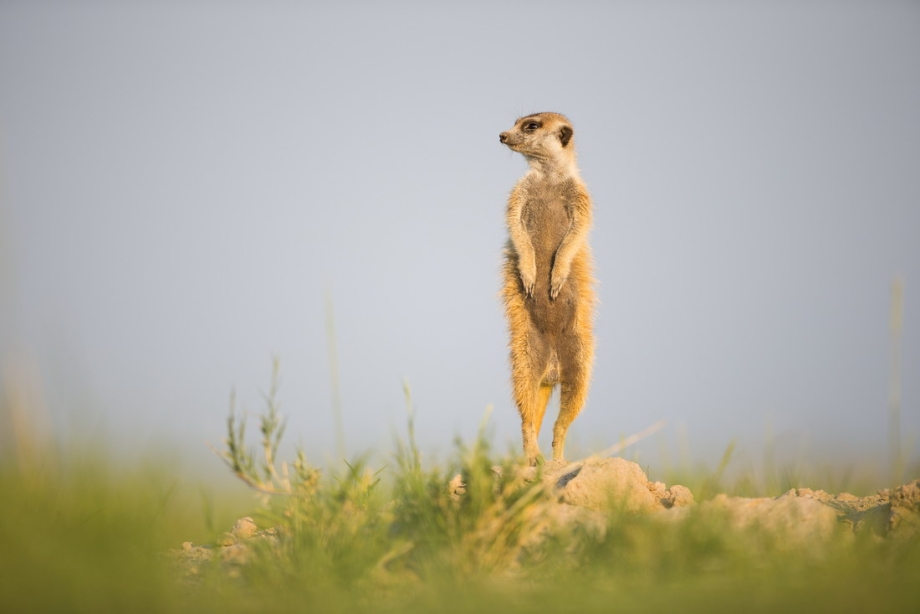 Тай Suricata