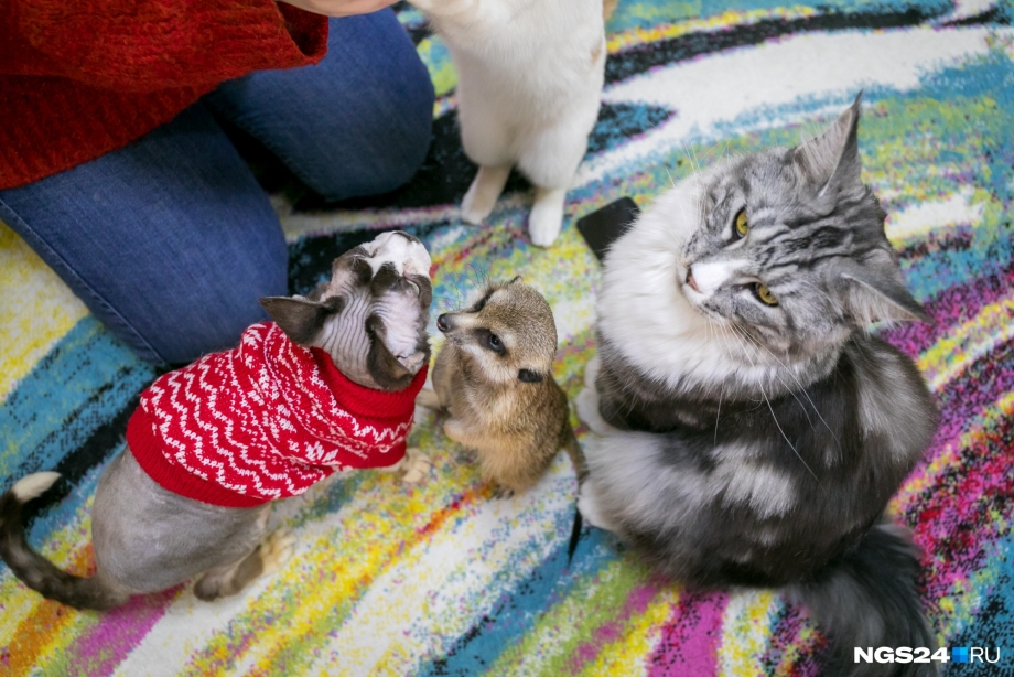 Котокафе Красноярск сурикат