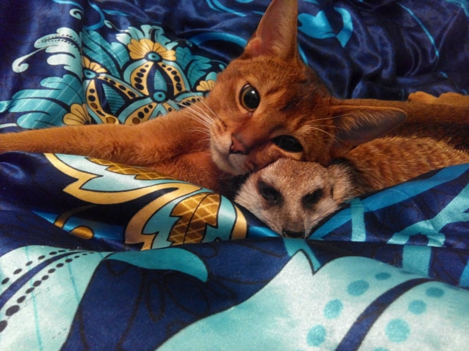 Сурикат и кошка