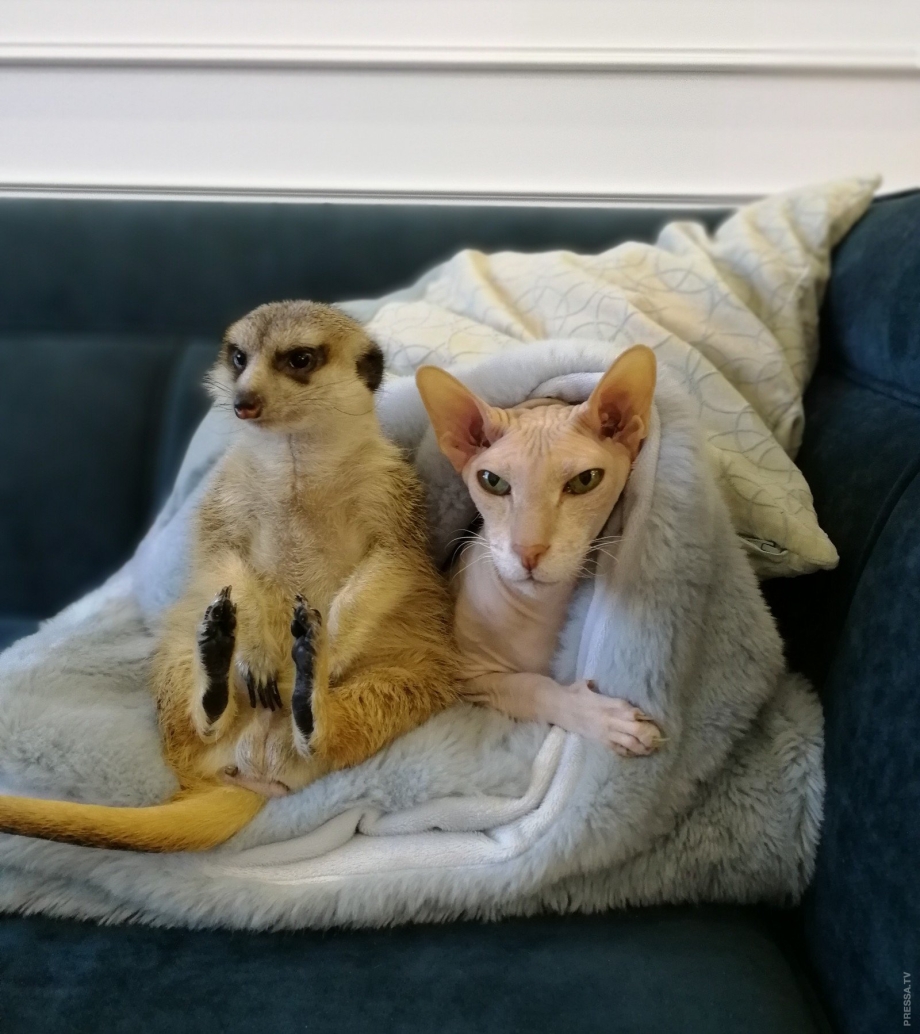 Сурикат домашний и кот