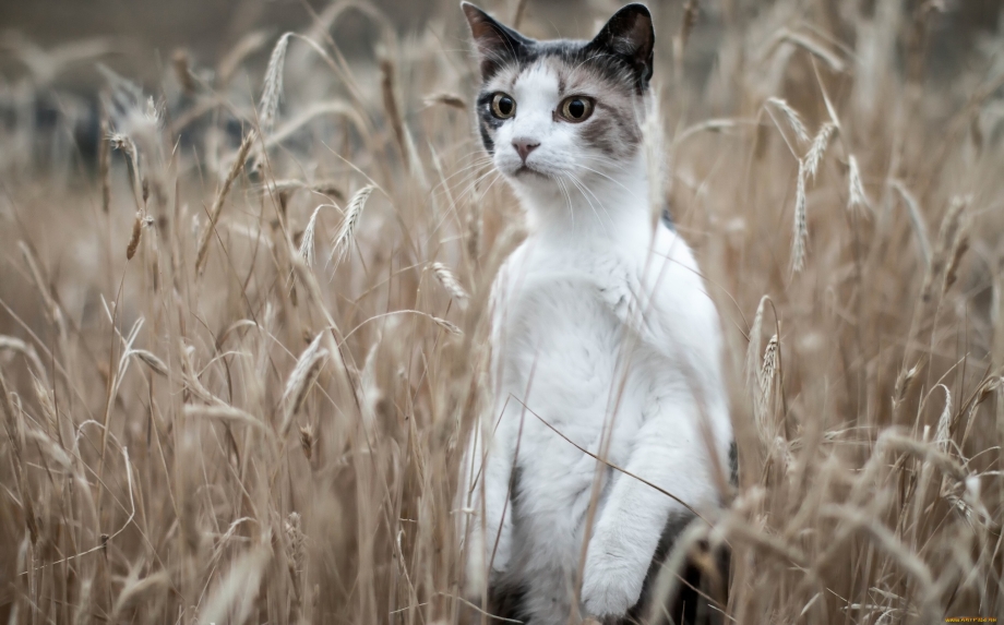 Кошка в поле
