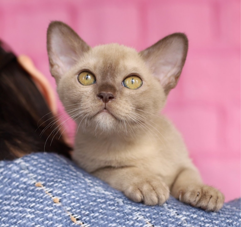 Кошка Бурма котята
