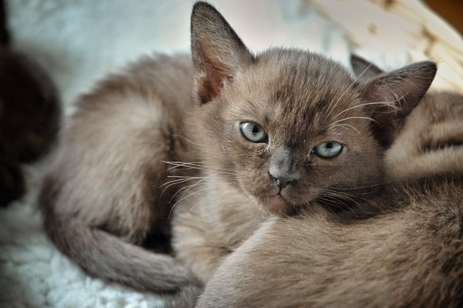 Котята метисы Бурма