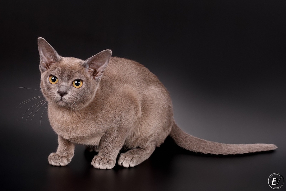 Бурманская котенок серый