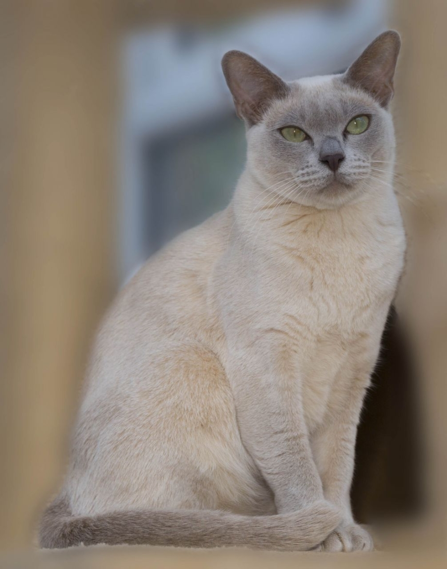 Бурманская Сиамская кошка