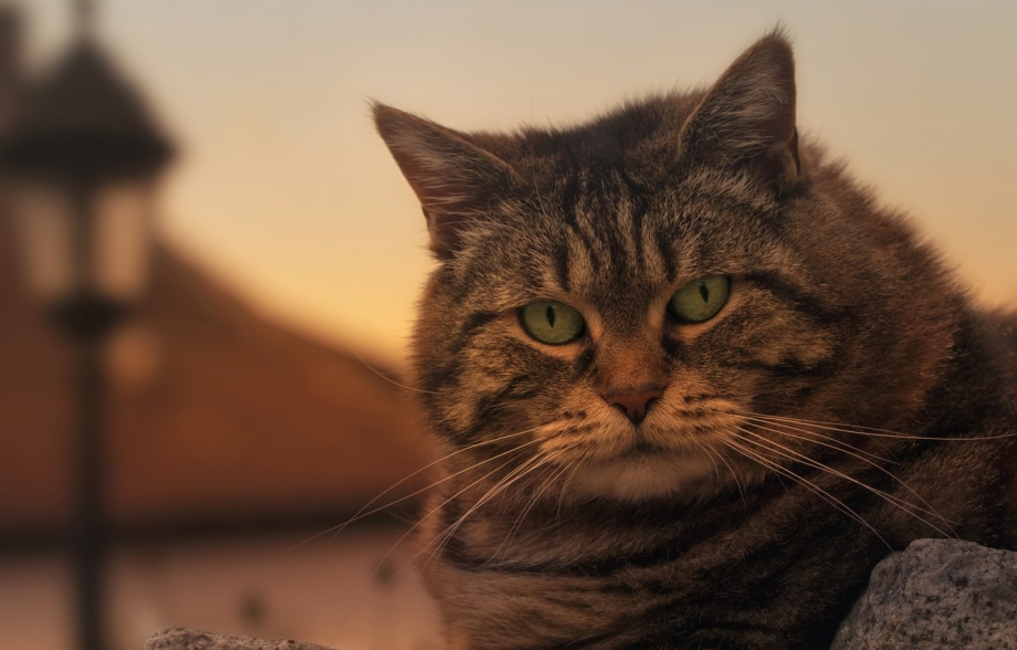 Серьезная кошка