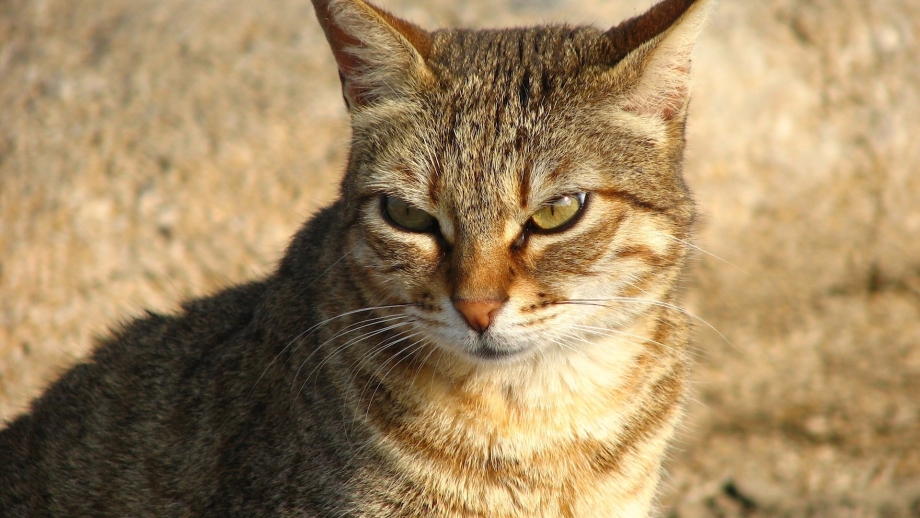 Барханная кошка
