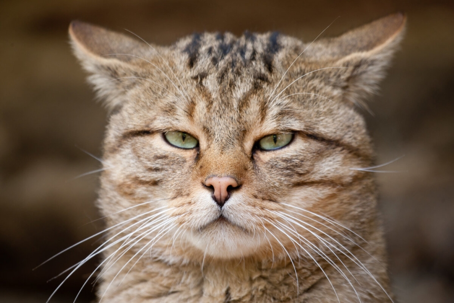Морда кота