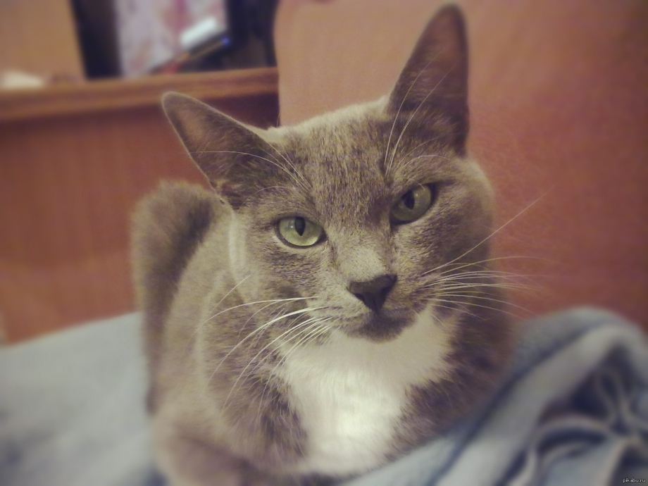 Серьезный кот