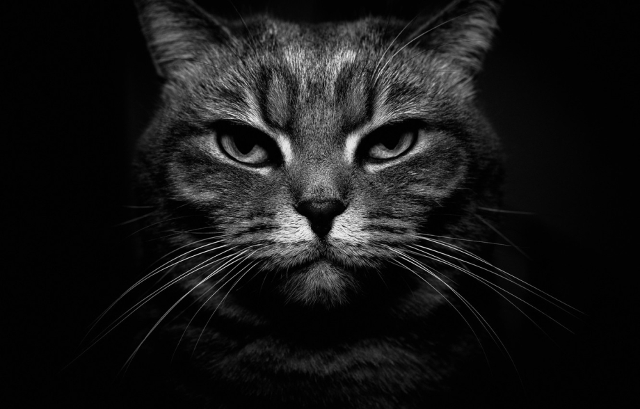 Кот сердится