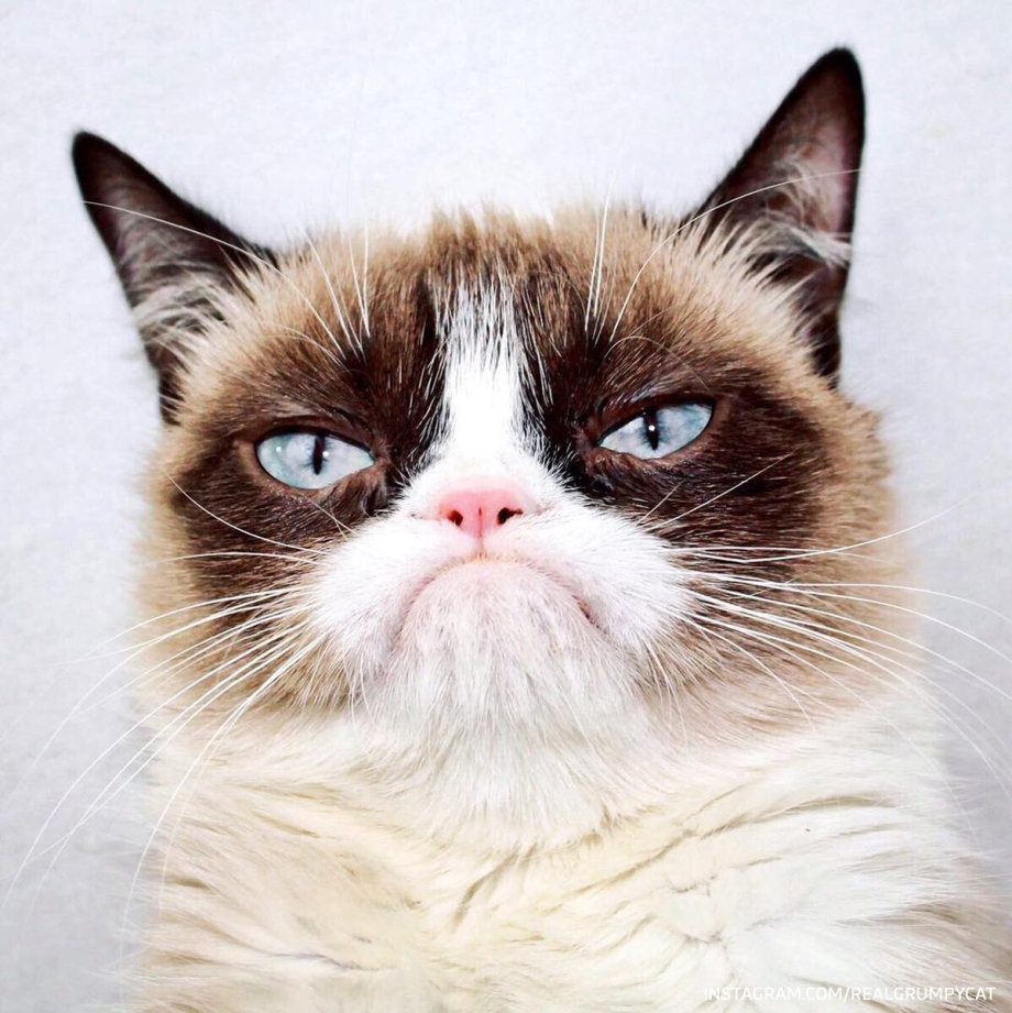 Морда кота