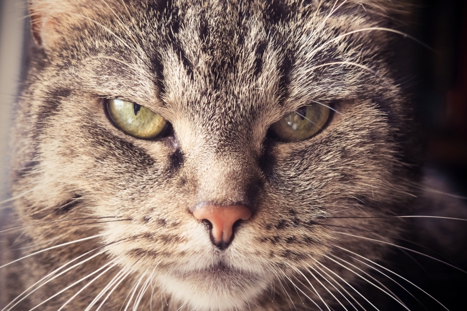 Мокрое лицо кота