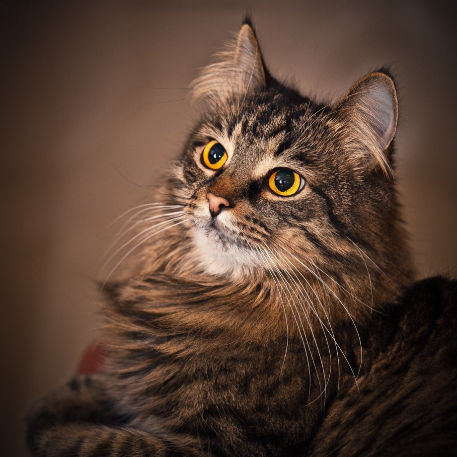 Красивая серьезная кошка