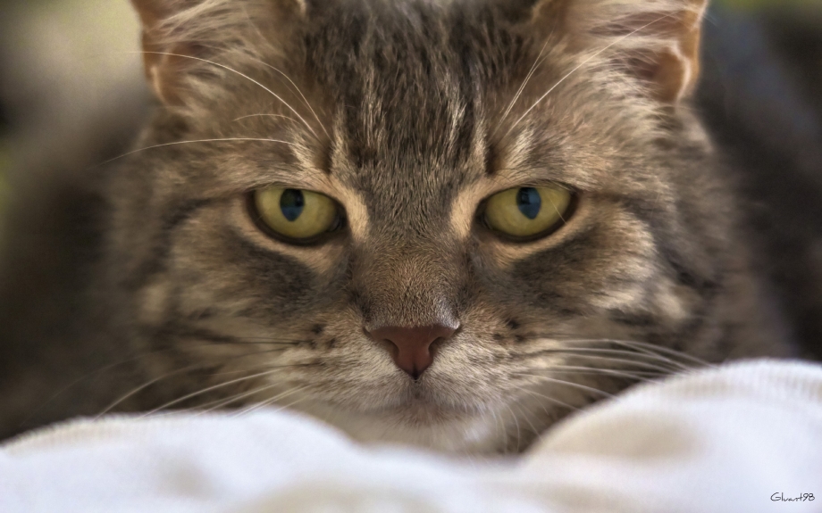 Красивые коты