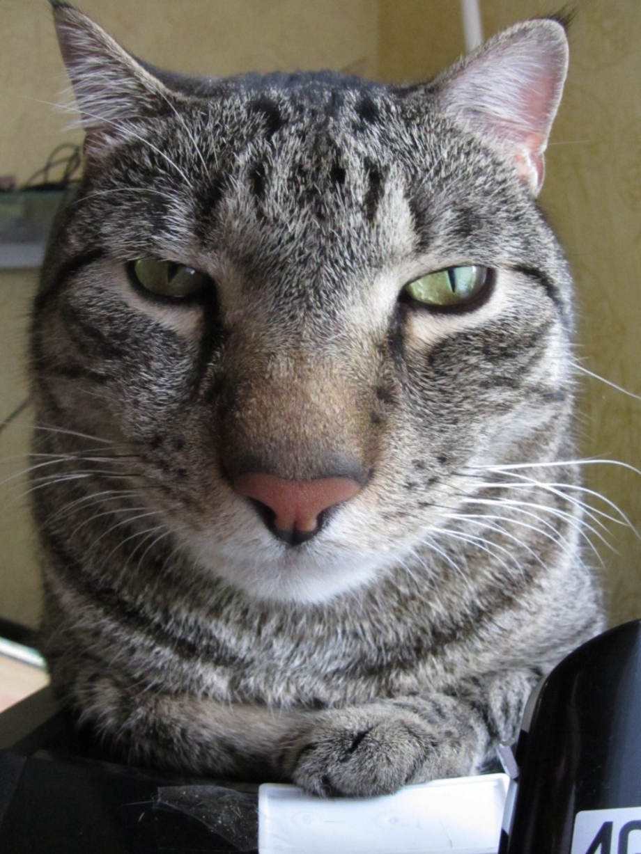 Серьезные коты