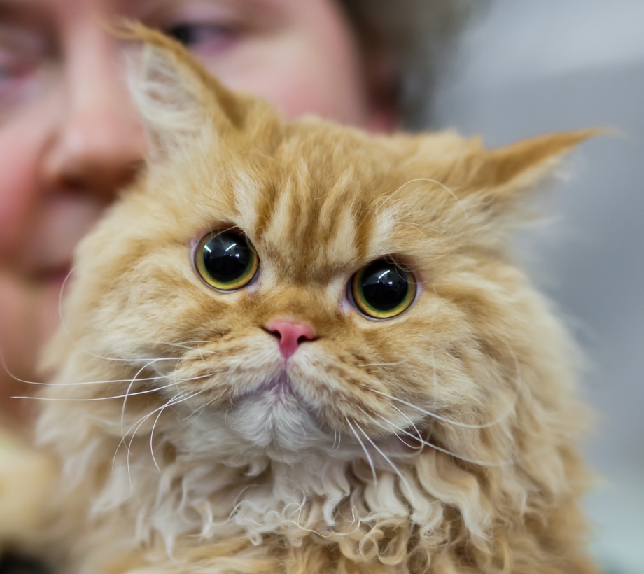 Строгий кот