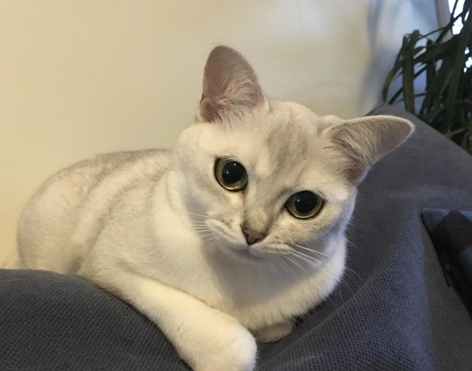 Кошки породы Бурмилла