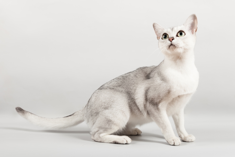 Бурмилла кошка котята