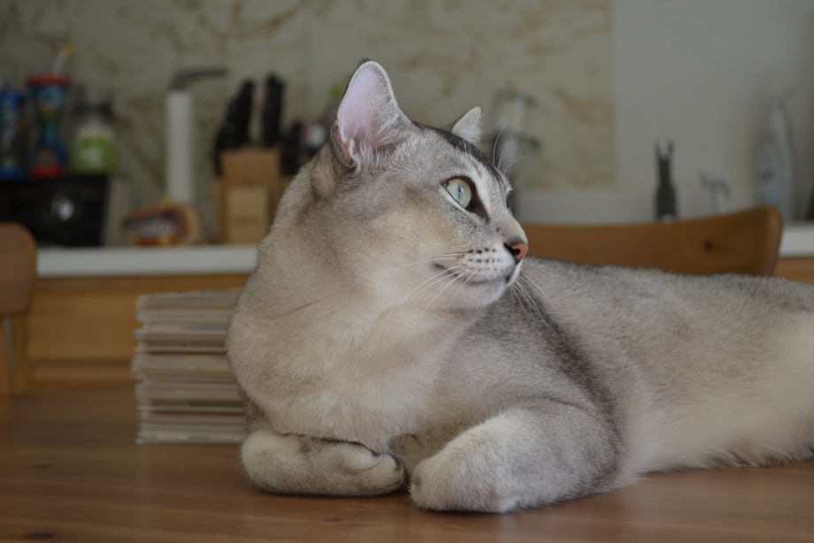 Бурмилла кошка Бурмилла