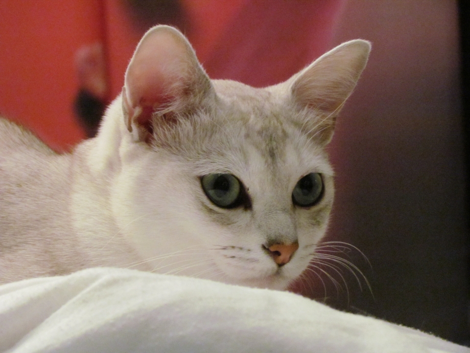 Бурмилла кошка серая