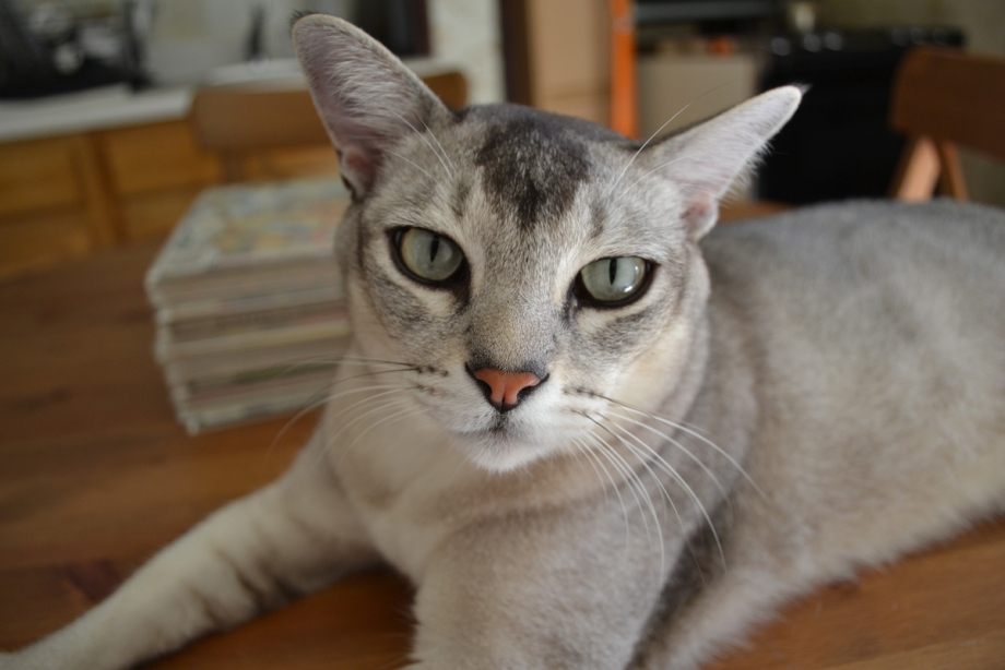 Бурмилла кот