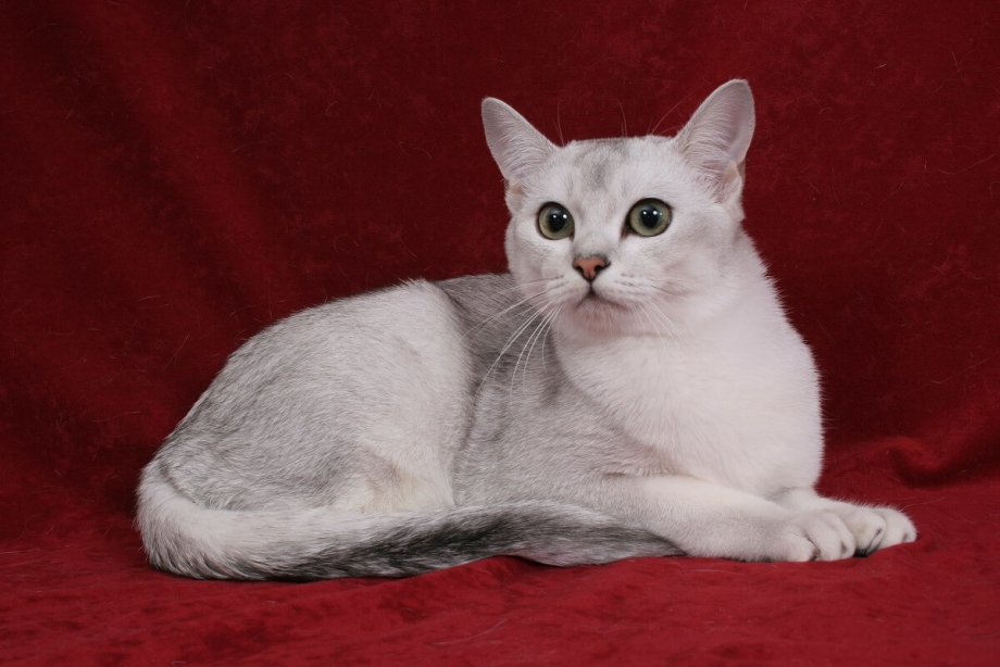 Бурмилла кошка