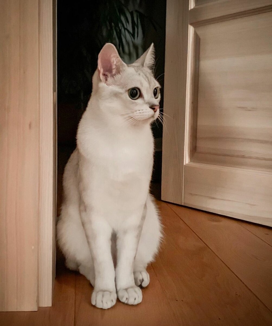 Кошки маленькие породистые Бурмилла на фиолетовом фоне