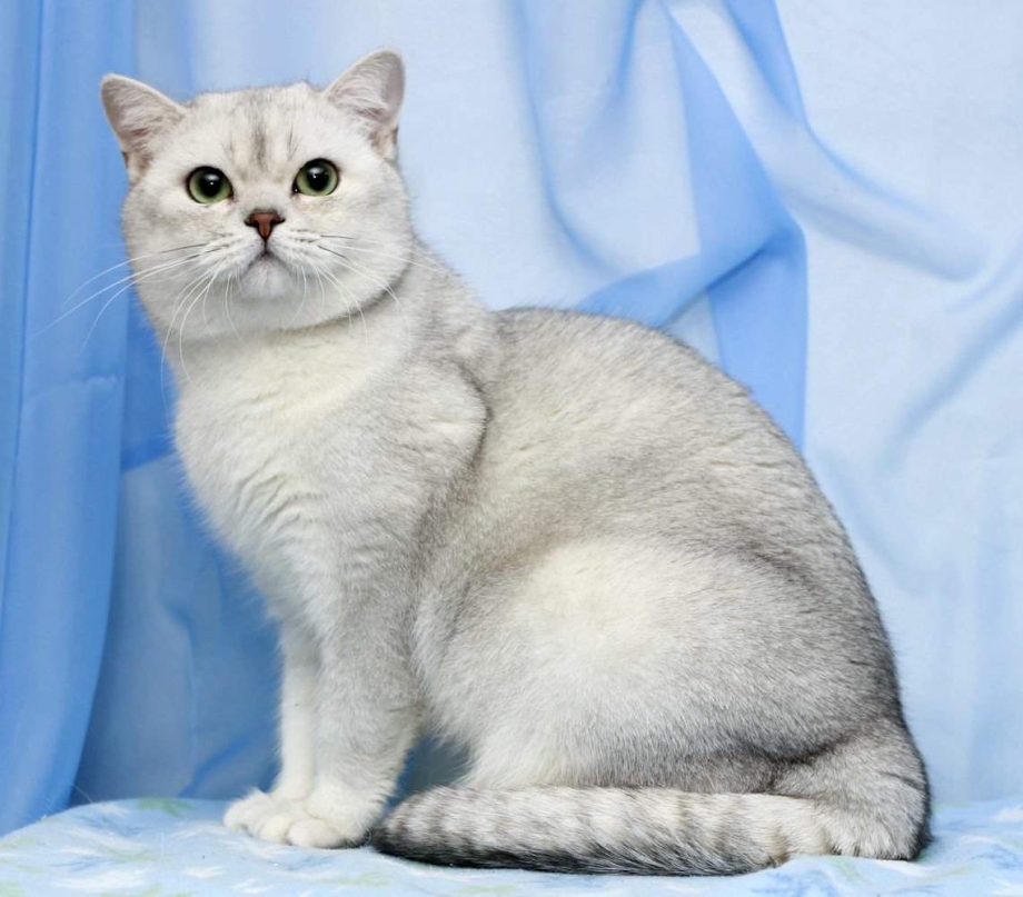 Бурмилла короткошерстная