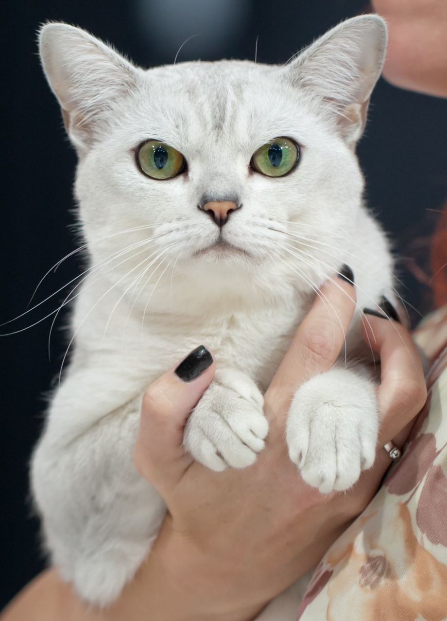 Австралийская Бурмилла