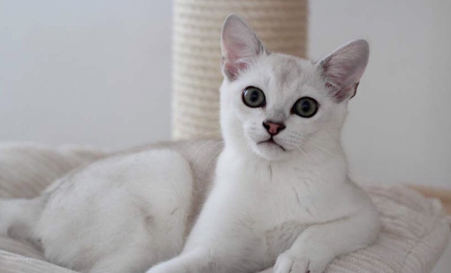 Бурмилла котенок