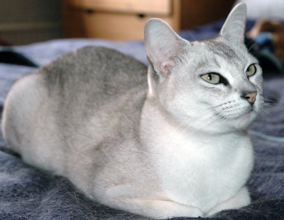 Бурмилла кошка короткошерстная