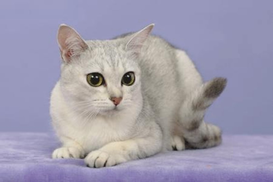 Бурмилла шиншилла