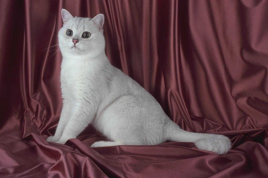 Бурмилла шиншилла