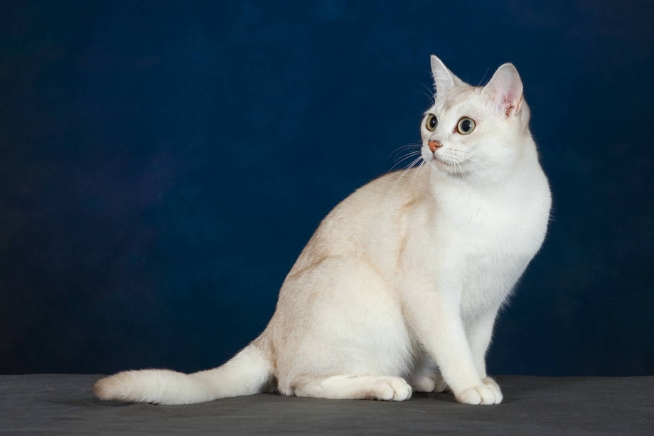 Бурмилла шиншилла