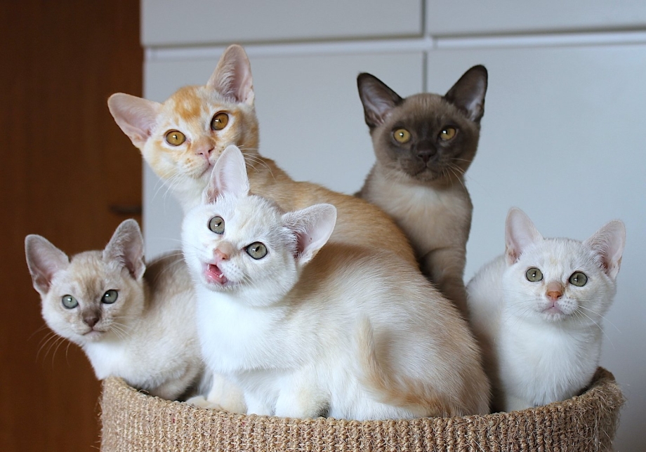 Бурмилла кот
