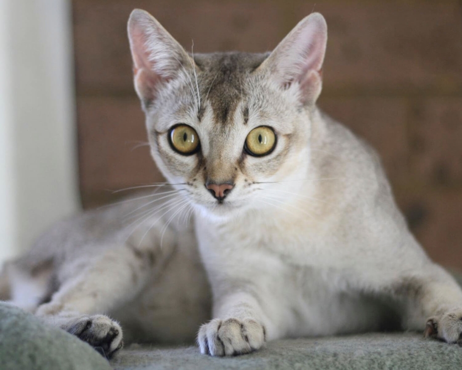 Бурмилла котенок