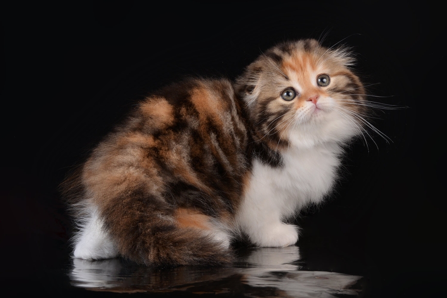 Шотландская вислоухая кошка трехцветная