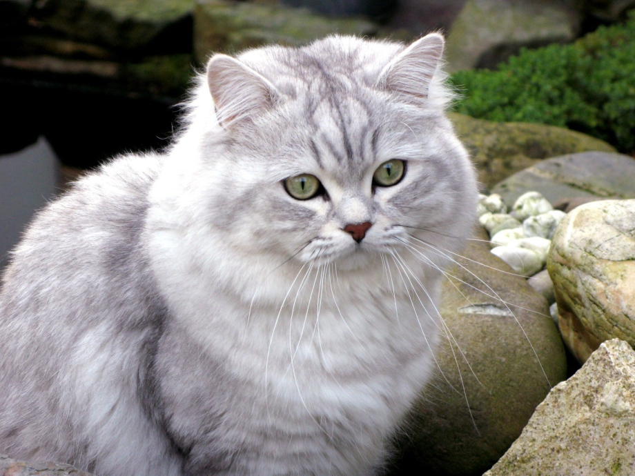 Бурмилла кошка