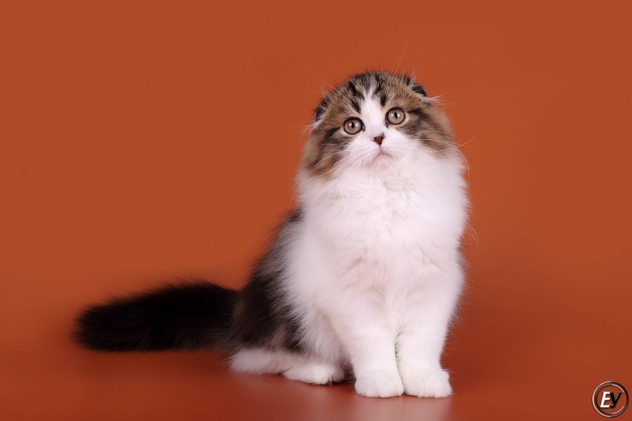 Котята хайленд фолд биколор