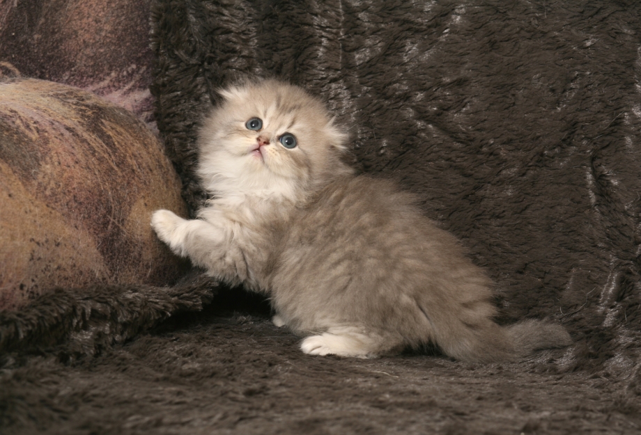Кот хайленд фолд