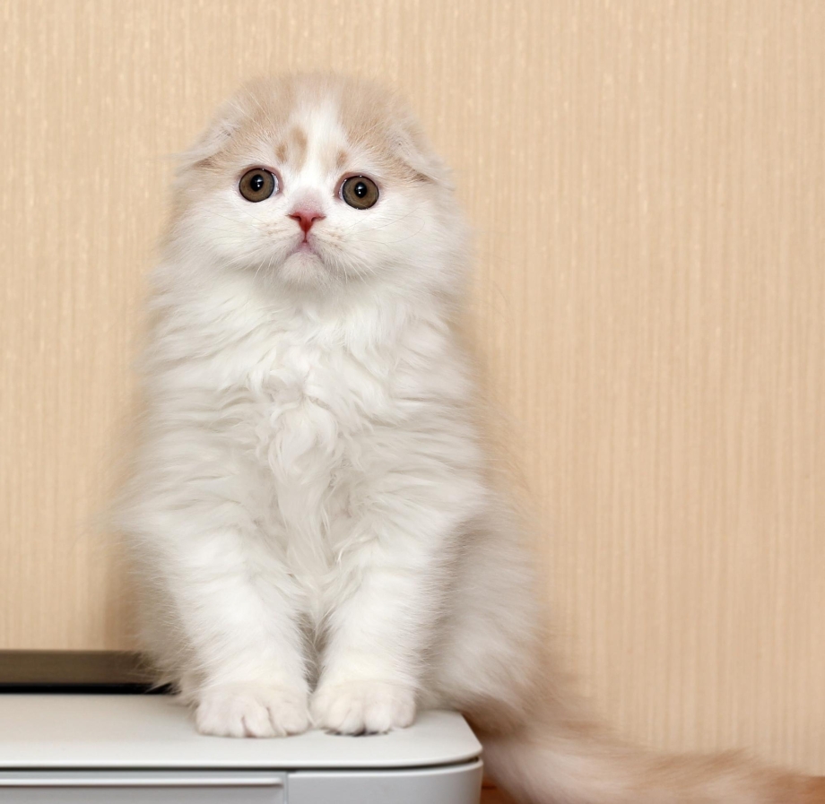 Котята хайленд фолд