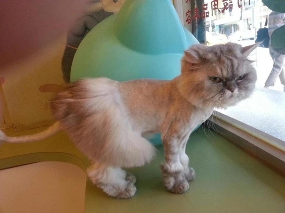 Необычные стрижки кошек
