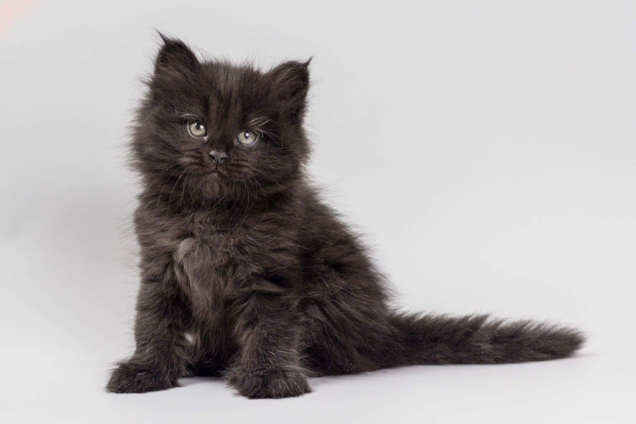 Сибирская кошка черная котенок