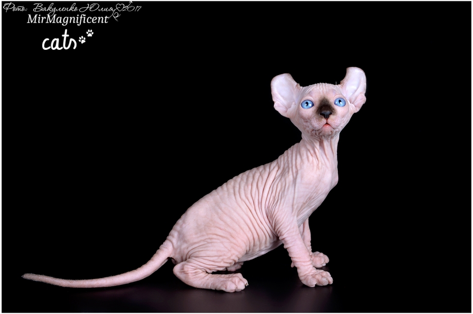 Сфинкс кошка котенок