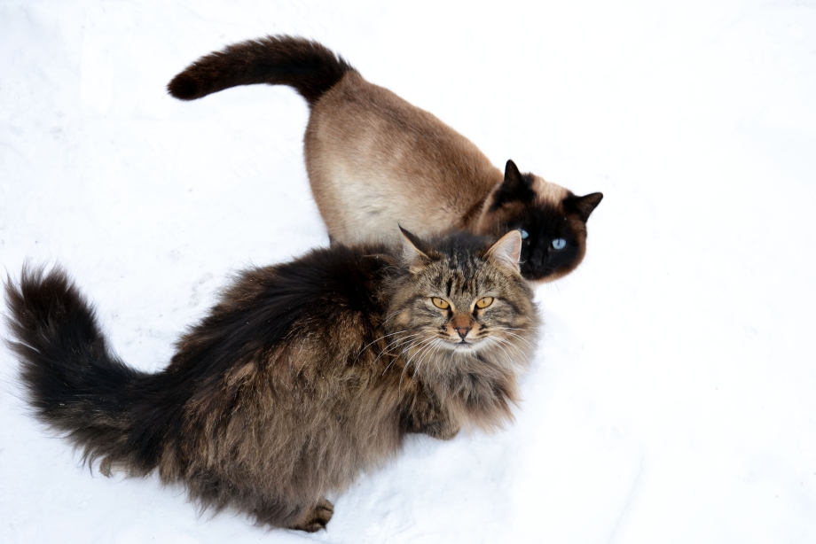 Сибирская кошка