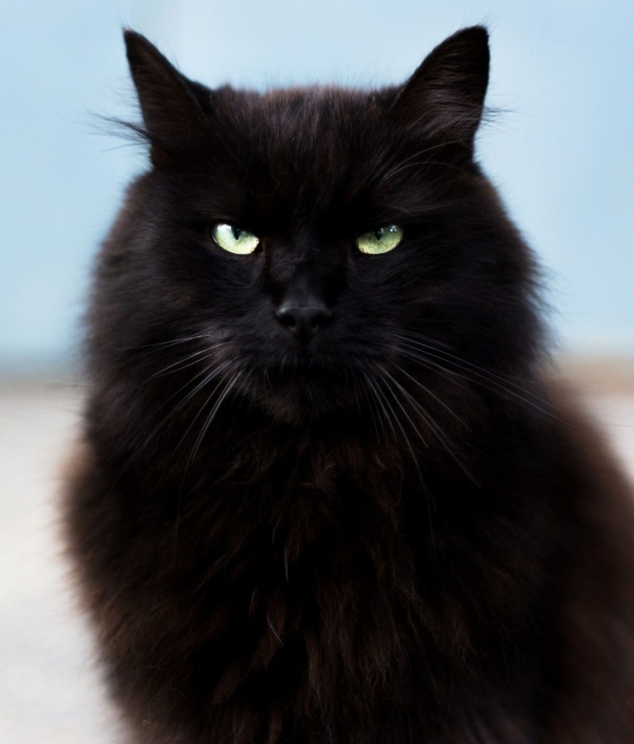 Сибирские коты черные