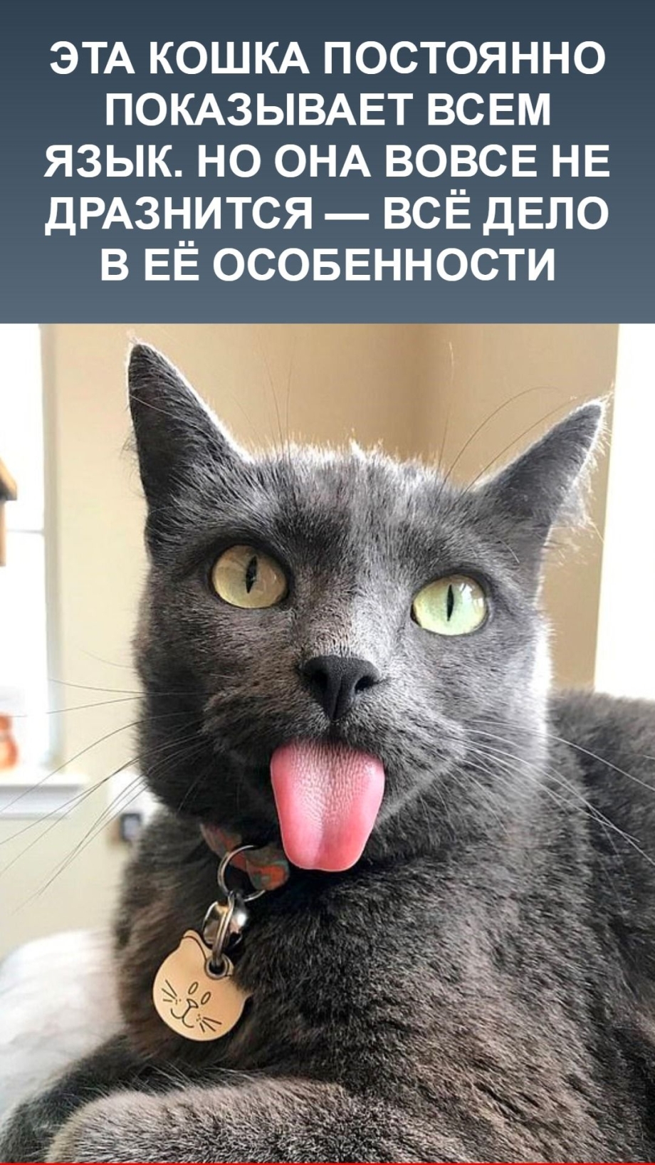 Кошка дразнится