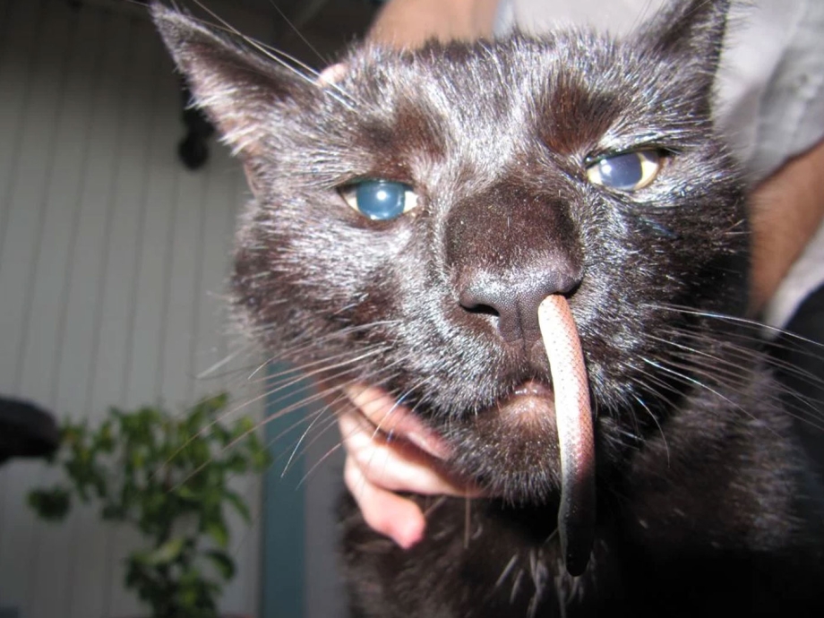 Котенок с высунутым языком